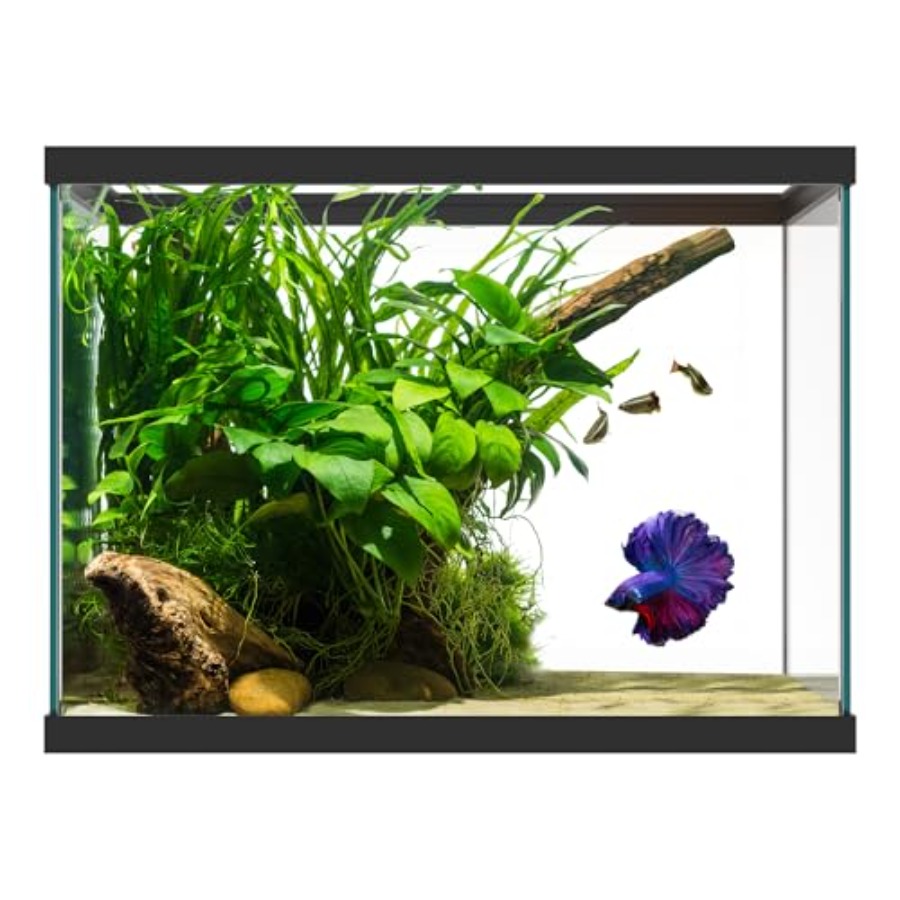 Aquarium Fish Betta - 20ガロンガラス水槽 - 24 x 12.5 x