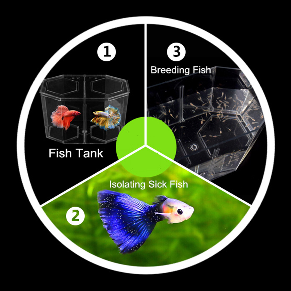 アクリル 2 分割グッピー水槽水族館ベタ金魚鉢透明水族館孵化 - Aquarium Fish Betta のレビューと価格